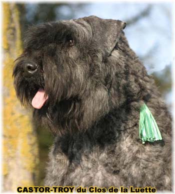 bouvier des flandres du clos de la luette - copyright déposé